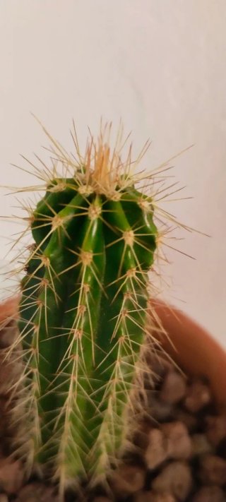 Cactus Columnar Trichocereus Maceta Barro