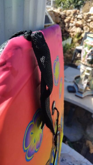 Prancha de bodyboard com tartaruga