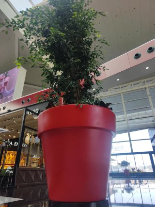 Planta de interior grande