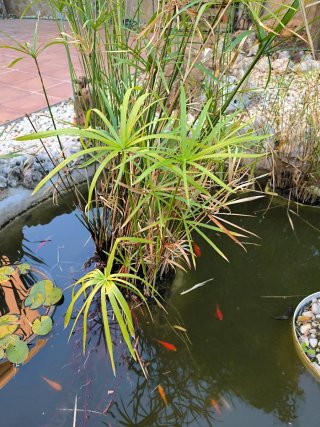 Esquejes de Papiro para Estanque