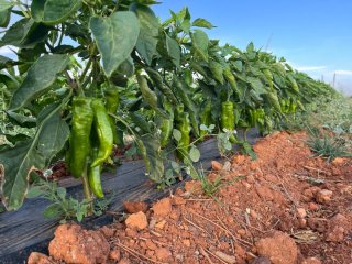 Finca de regadío en Hijate