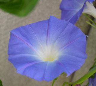 Ipomoea 'Heavenly Blue' - Fiore Blu