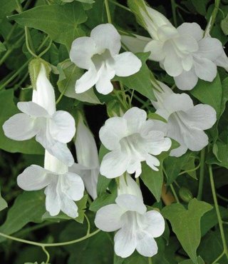 10 Semi Asarina Scandens Rampicante Mix