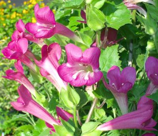 10 Semi Asarina Scandens Rampicante Mix