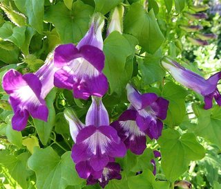 10 Semi Asarina Scandens Rampicante Mix