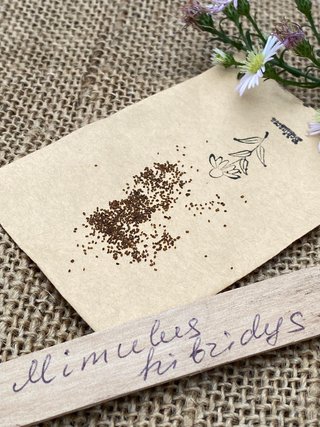 Mimulus guttatus Mix Mezz'ombra