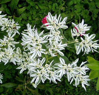 20 Semi Euphorbia marginata