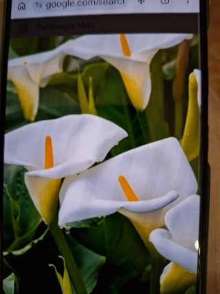 12 Rizomas de calas blancas