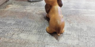 Cagnolino Thun