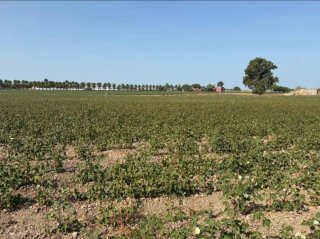 Parcelas 7500 m² en venta