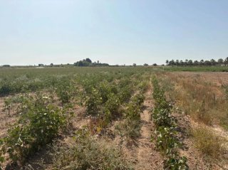 Parcelas 7500 m² en venta