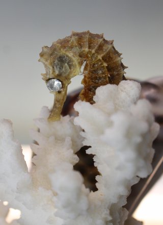 Palillero marinero. Piccolo centrotavola anni '60 con corallo e conchiglie.