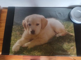 Alfombrilla Escritorio Perro Cachorro