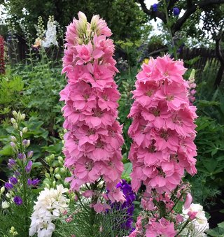 Semi Delphinium Ajacis Hyacinthiflorum