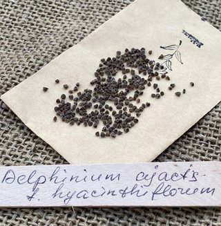 Semi Delphinium Ajacis Hyacinthiflorum