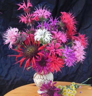 Monarda Bergamotto Mix - 300+ Semi