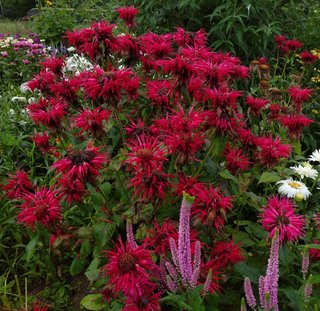 Monarda Bergamotto Mix - 300+ Semi
