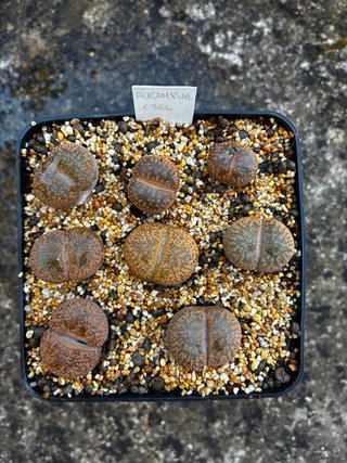 Lithops y semillas en venta