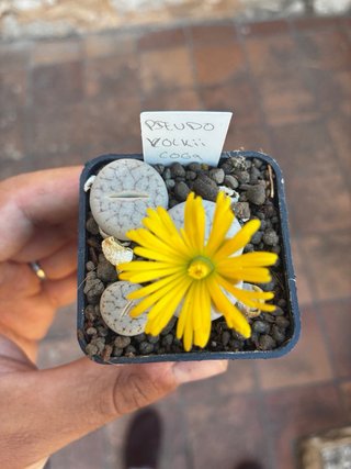 Lithops y semillas en venta