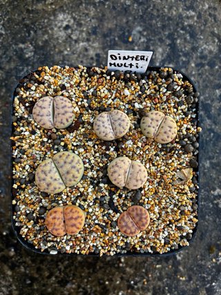 Lithops y semillas en venta