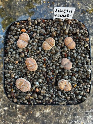 Lithops y semillas en venta
