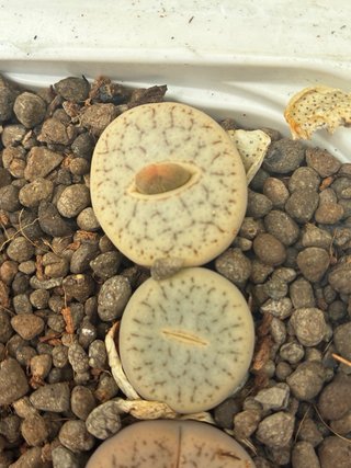 Lithops y semillas en venta
