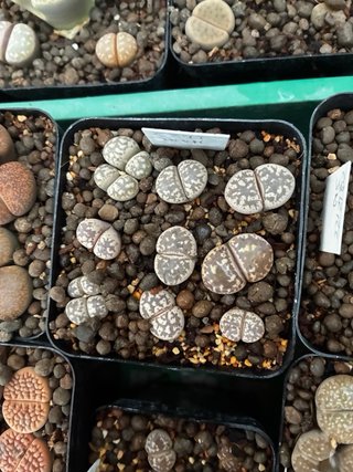 Lithops y semillas en venta