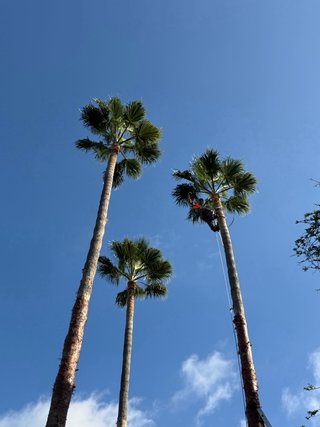 PODA, TALA PROFESIONAL Y DEMAS  – MÁLAGA