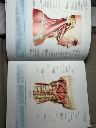 Atlas ilustrado de anatomía
