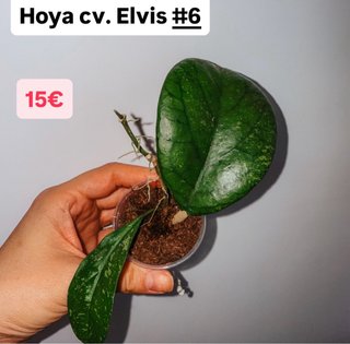 Hoya cv. Elvis #6