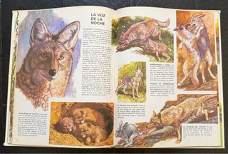 Vida íntima de los animales de la pradera american