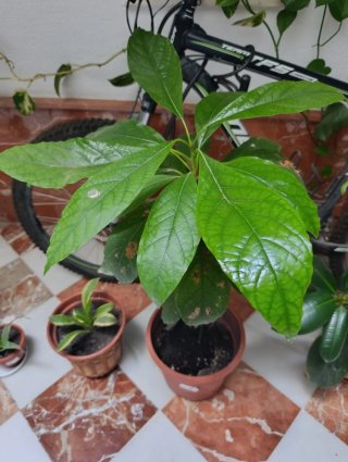Planta de Aguacate