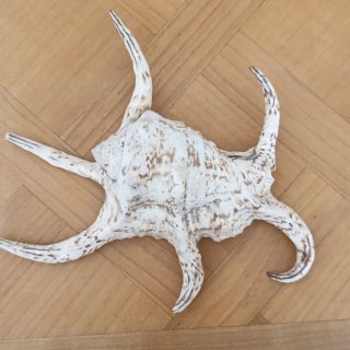 Conchiglia vera da collezione. Misura 23x21x h 7cm