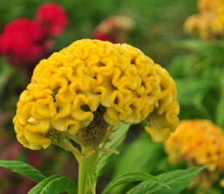Celosia Cristata Mix Spettacolare Solare