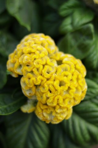 Celosia Cristata Mix Spettacolare Solare