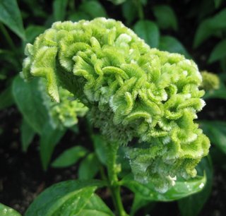Celosia Cristata Mix Spettacolare Solare