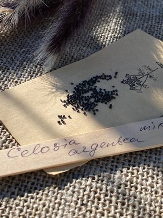 Celosia Cristata Mix Spettacolare Solare