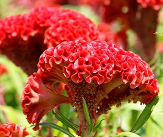 Celosia Cristata Mix Spettacolare Solare