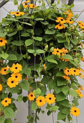 Thunbergia Arancione - Pianta Fiorita