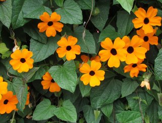 Thunbergia Arancione - Pianta Fiorita