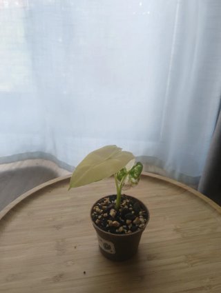 Alocasia Frydek Variegada Super Blanco
