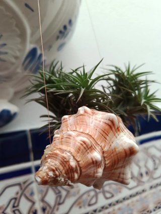Planta de aire en caracola marina
