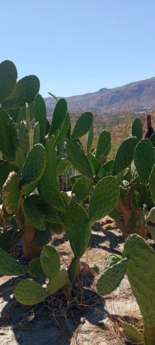 Paleta Chumbera Opuntia Ficus