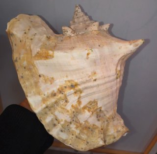 Caracola gigante decorativa