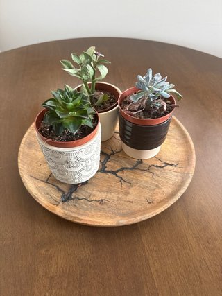 Centro de mesa madera con 3 cactus