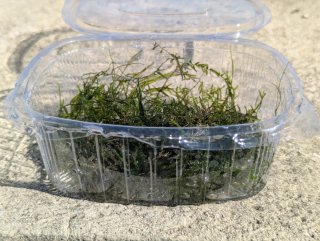 Musgo de Java (Vesicularia dubyana) – Acuario