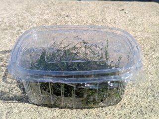 Musgo de Java (Vesicularia dubyana) – Acuario
