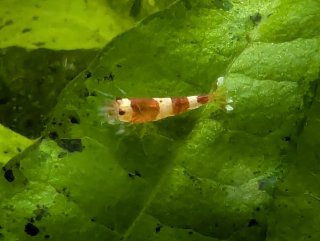 Musgo de Java (Vesicularia dubyana) – Acuario