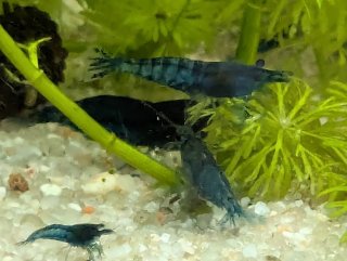 Musgo de Java (Vesicularia dubyana) – Acuario