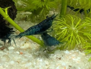 Musgo de Java (Vesicularia dubyana) – Acuario